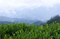 岐阜のお茶旅 vol.31(最終回)_総集編　美しい山々の茶畑に感謝を込めて
