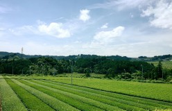 元祖国産燻製茶カネロク松本園3代目奮闘記　vol.10 いよいよはしるよ観光列車