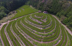 岐阜のお茶旅 vol.1_見渡せば、山、山、山。山の中の岐阜のお茶