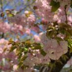 開運 CHA CHA 茶 VOL.30「桜で開運」